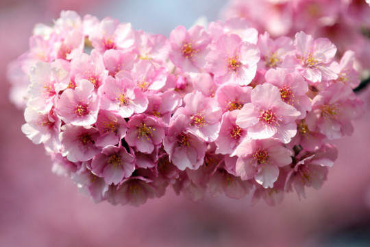 Термальне Закарпаття + цвітіння сакури
