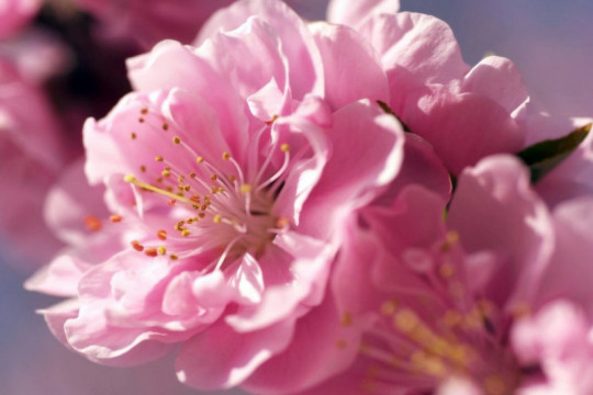Відпочинок у Закарпатті + цвітіння сакури