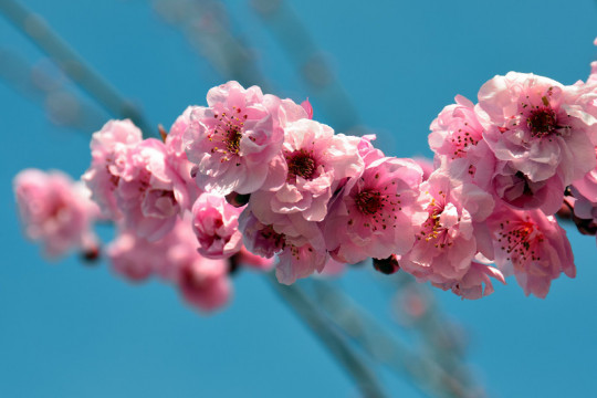 10 родзинок Закарпаття + цвітіння сакури