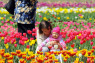 Волинська Голландія: Луцьк + долина тюльпанів