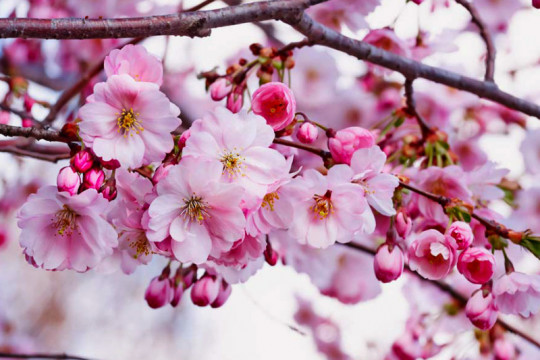 Сиро-Винний тур Закарпаттям + цвітіння сакури