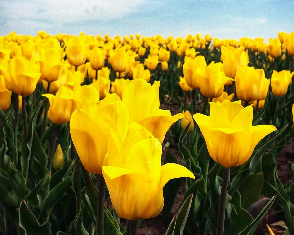 Тур \"Квітуча Буковина: Чернівці + долина тюльпанів\" - м. Львів